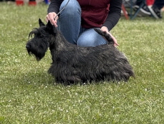 Aurelia Aura VDHJCh