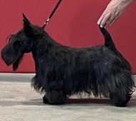 Dalor Royal Sally Dalor Royal Sally