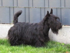 Kaja Kamieniecka JCh Kaja Kamieniecka JCh