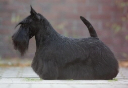 Nefertari E-E GW Nefertari E-E GW