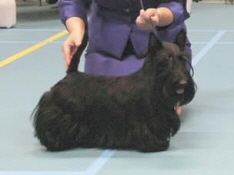 Orchid Butterfly VDH Ch