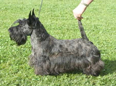 Paisley Calidore DCh