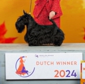Pollux Dutch Winner