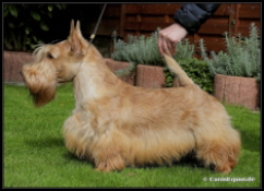 Rynara Radiant Dream JCh Rynara Radiant Dream JCh