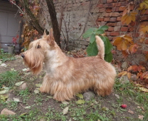 SP Rednex CH Show Ch