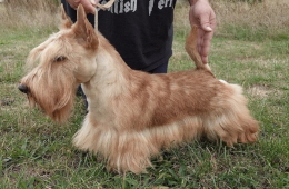 SP Rednex IntJCh-JCh