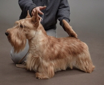 SP Rednex VDH-JCh SP Rednex VDH-JCh