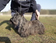 Scittish Pride Pepsi KVCh