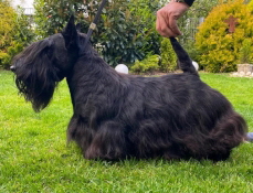 Sir Darnley's Emit Echo_Jgd-Champion Sir Darnley's Emit Echo_Jgd-Champion