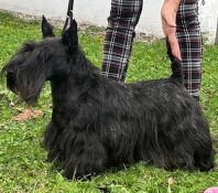 Dalmor Royal Sally